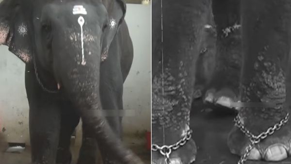 திருச்செந்தூர் தெய்வானைக்கு குஷி.. இரும்பு கேட்டை திறந்ததுமே.. ஆமா, அதென்ன வெள்ளையாக யானை காலில்?