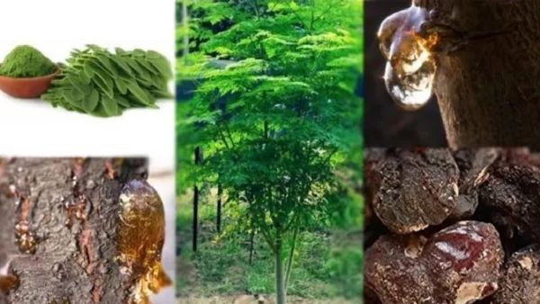 முருங்கை பிசின்.. முத்து முத்தான நன்மை தரும் ஜெல்லி.. ஆரோக்கியம் காக்கும் முருங்கையின் பிசின் பவுடர்