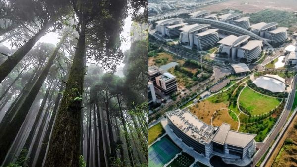 பச்சை பசேலென மாறும் சென்னை IT ஏரியா! சிறுசேரியில் 50 ஏக்கரில் நகர்ப்புற வனம்! டெண்டர் கோரிய வனத்துறை