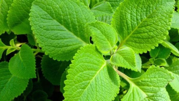 கற்பூரவள்ளி கலக்குதே.. மகிழ்ச்சி, பணத்தை டபுளாக்கும் அற்புத செடி.. கடனை தீர்க்கும் கற்பூரவல்ல.. அருமை