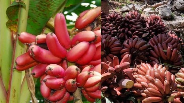 செவ்வாழை பழத்தின் நன்மை.. அடுத்த 48 நாளில் அதிசயம் பாருங்க.. செவ்வாழையின் தோலை இப்படி யூஸ் பண்ணுங்க