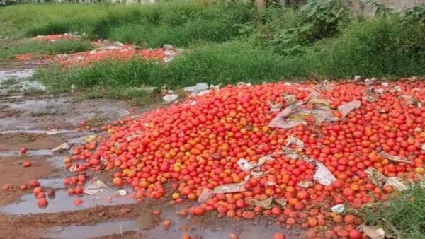 இந்த சீசன் நமக்கு இல்லை.. மழையால் மார்க்கெட்டை இழந்த தக்காளி! விலையைக் கேட்டா ஷாக் ஆகிடுவீங்க!