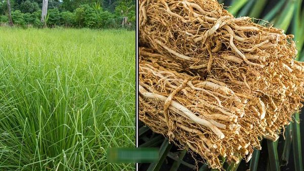 வெட்டி வேர் வாசம்.. கால் வலி, கண் எரிச்சல், உஷ்ணம் போக்கும் வெட்டி வேர்கள்.. மகிழ்ச்சி தரும் எண்ணெய்