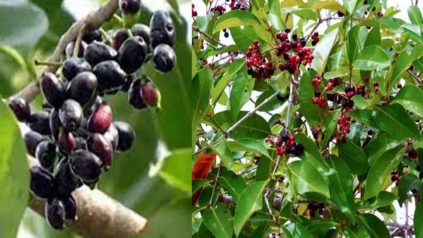 நாவல் பழம் நன்மை.. சத்துக்கள் நிறைந்த நுரையீரல் நண்பன்.. நீரிழிவு நோயாளிகளுக்கு பயனுள்ள நாவற்பழங்கள்