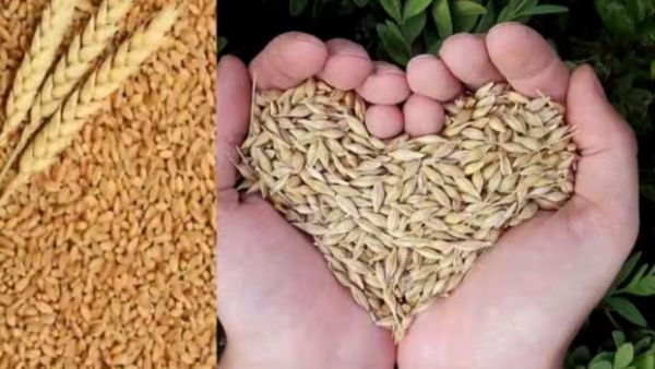 கோதுமையில் எண்ணிலடங்கா சத்துக்கள்.. சப்பாத்தி மாவு நல்லதா? இப்படி இருந்தாலே அது 