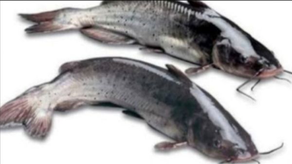 ஹார்ட் அட்டாக்கை அண்டவிடாத கெளுத்தி மீன்.. வெயிட் லாஸுக்கு பெஸ்ட்..கெளுத்தி மீனின் அற்புத சத்துக்கள்