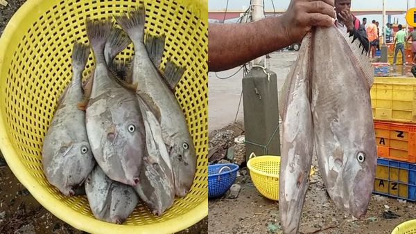 செருப்பு கிளாத்தி மீனை வாங்குறீங்களா? சத்துள்ள செருப்பு மீனின் ஸ்பெஷல்.. மருத்துவ குணமுள்ள கிளாத்தி