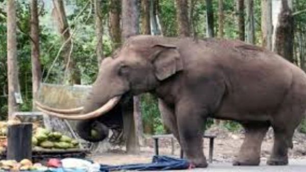 படையப்பாவுக்கு கோவம் வந்துடுச்சு.. மூணாறு ரோட்டில் இறங்கி கார்களை நொறுக்கிய யானை.. மக்கள் பீதி!