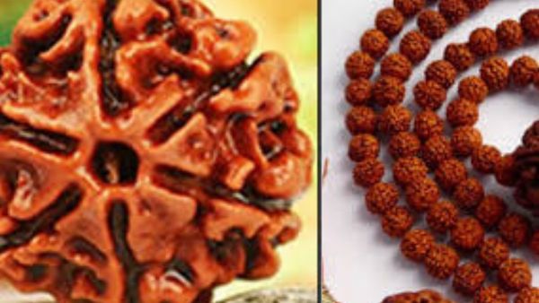 நிஜ ருத்ராட்சங்கள் எப்படி இருக்கும்? ருத்ராட்சம் வாங்கணுமா? போலி ருத்ராட்சத்தை இப்படி கண்டுபிடிங்க