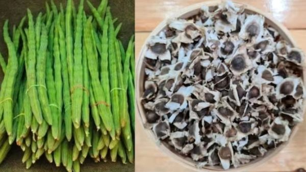 முன்னூறு நோய் தீர்க்கும் முருங்கை.. இரும்புச்சத்து தரும் முருங்கை விதைகள்.. அதென்ன முருங்கை எண்ணெய்