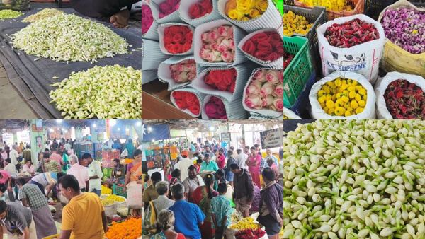 இவ்வளவு நாளா எங்கயா இருந்த? வருஷ கடைசியில் ஷாக் கொடுத்த மல்லிகை! விலையைக் கேட்டாலே மயக்கம் வருதே!