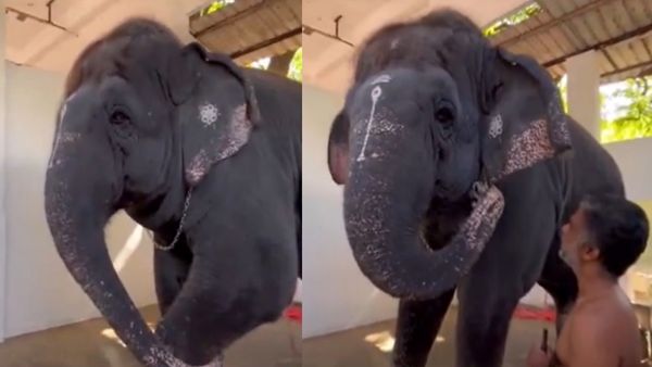 இனி யாரையும் அடிக்க மாட்டேன்.. தலையை ஆட்டி க்யூட்டாக சொன்ன திருச்செந்தூர் தெய்வானை! டெய்லி வாக்கிங்!