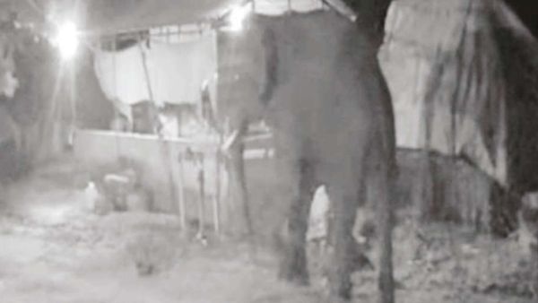 பார்த்த உடனே யானைக்கு வந்த பெருங்கோபம்.. கோவை அருகே ஆடிட்டர் தோட்டத்தில் அவ்வளவு ஆவேசம்