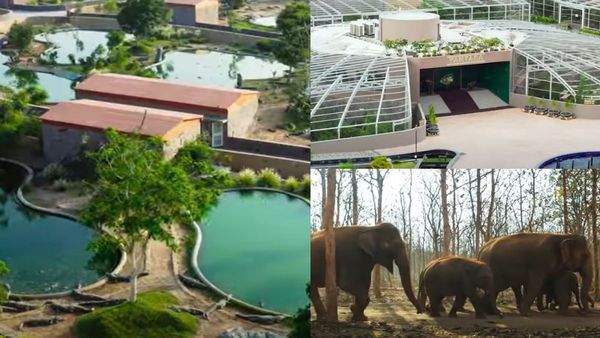 இது காடா? சாஃப்ட்வேர் கம்பெனியா? அம்பானி மகனின் 3 ஆயிரம் ஏக்கர் சரணாலயம்