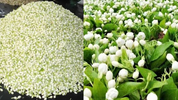 மல்லிகை பூ பூத்துருக்கு..அது மழையில நனைஞ்சிருக்கு! பனியால் விர்ரென உயர்ந்த பூக்கள் விலை! மக்கள் ஷாக்