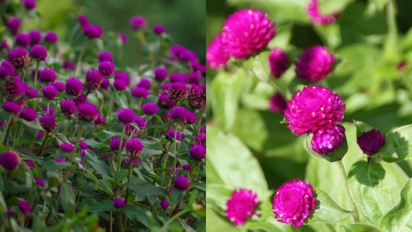 சும்மாவே முளைக்கும் இந்த தப்புச் செடிக்கு இத்தனை மகத்துவமா? வாடாமல்லியை கண்டால் விடாதீர்கள்