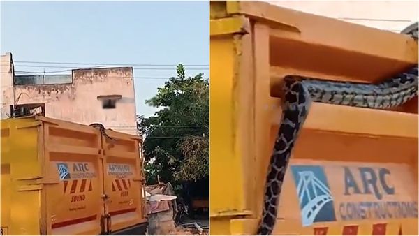 பொள்ளாச்சி கோயில் வளாகத்தில் இருந்த குப்பை.. லாரியில் கொட்டும் போது.. வெளியே எட்டிப்பார்த்த விஐபி