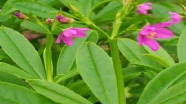 குளிர்காலங்களில் கீரையை சாப்பிடலாமா? வியப்பூட்டும் கீரைகள்.. அப்ப இதை மட்டும் வாங்கிடுங்க.. அபாரபலன்