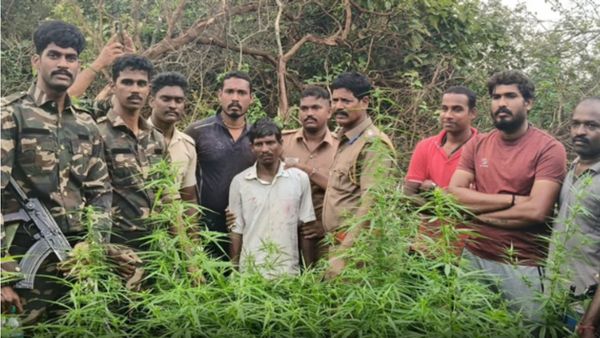 வனத்துறை கண்ணில் மண்ணை தூவி 'பலே’ வேலை.. கள்ளக்குறிச்சி அருகே கஞ்சா செடிகள் வளர்த்த 2 பேர் கைது!