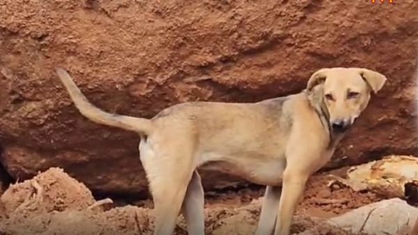 திருவண்ணாமலை நிலச்சரிவில்.. கண்ட கோர காட்சி.. மீட்பு பணியாளர்களை.. பட்டென கலங்க வைத்த சம்பவம்