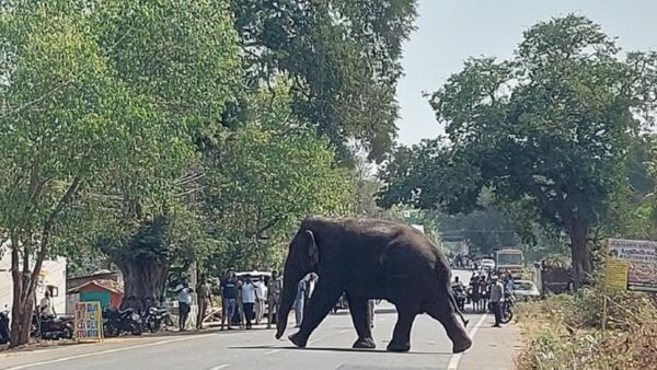 வால்பாறையில் நள்ளிரவு கேட்ட யானை பிளிறல் சத்தம்.. என்னனு பார்க்க வந்த அடுத்த நொடி.. பகீர் சம்பவம்