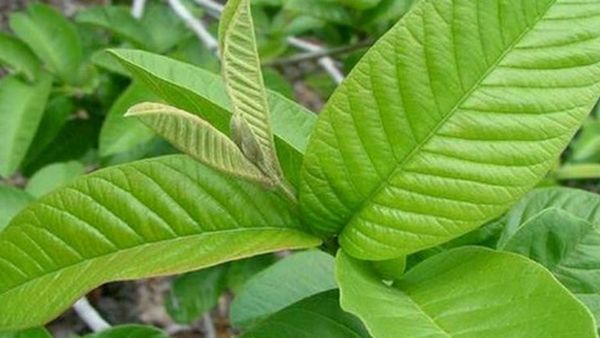 சுகர் ஏறாமல் இருக்க உதவும் சூப்பர் டீ.. சர்க்கரை நோயாளிக்கு உதவும் அற்புத மூலிகைகள்.. பயனுள்ள இலைகள்