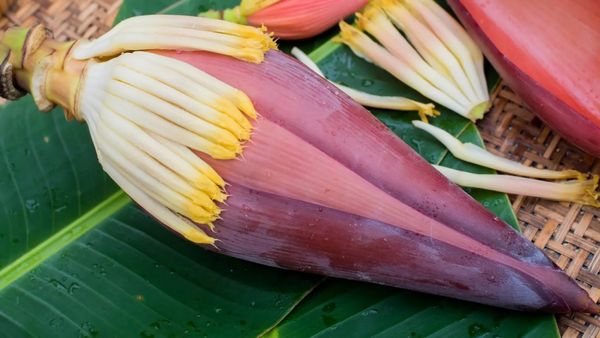 வாயை பிளக்க வைக்கும் வாழைப்பூ.. கிட்னியில் கற்களை நீக்கி.. ரத்த அணுக்களை பெருக்கும் ஆரோக்கியமான பூ