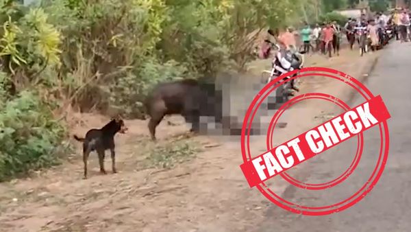 Fact check: விருதுநகர் அருகே காட்டுப்பன்றி மனிதரை புரட்டி எடுத்ததாக பரவும் வீடியோ! உண்மை என்ன?
