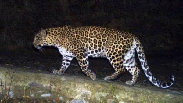 வேலூரில் ஆட்கொல்லி சிறுத்தை.. இதையெல்லாம் செஞ்சா தப்பிச்சுக்கலாம்! வனத்துறை அறிவுறுத்தல்