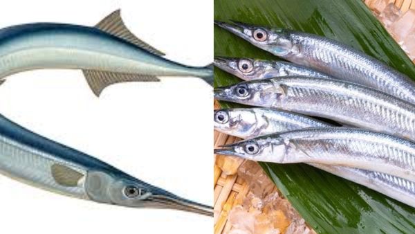 முரல் மீனின் ஸ்பெஷாலிட்டி இதுவே.. முரலின் எலும்பைகூட விடாதீங்க.. நோயை முந்தி விரட்டும் முரல் மீன்கள்