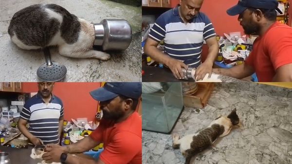 கடலூரில் பால் குடிக்க வந்த திருட்டு பூனை.. தலையில் சிக்கிய சொம்பு.. 2 மணி நேர டென்ஷன்.. இப்ப நிம்மதி