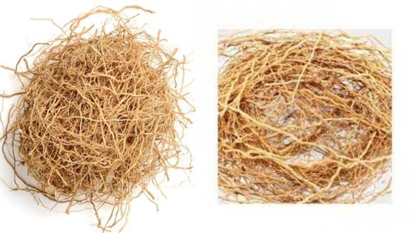 வெட்டிவேரின் வாசம், வீடு முழுக்க வீசும்.. ஸ்கின் கேன்சரை தடுக்கும் ஆரோக்கியம் நிறைந்த வெட்டிவேர்கள்