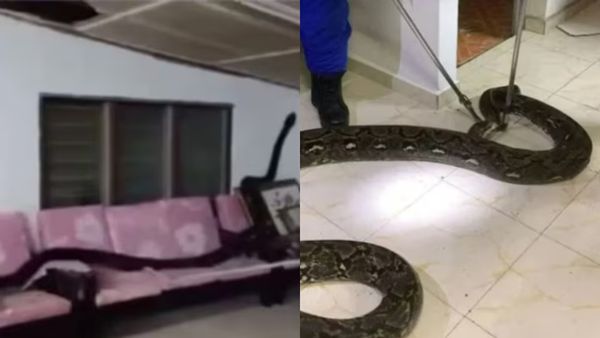 கூரையை பிய்த்துக்கொண்டு.. வீட்டிற்குள் கருப்பாக விழுந்த உருவம்.. மொத்த குடும்பமும் அலறிடுச்சு