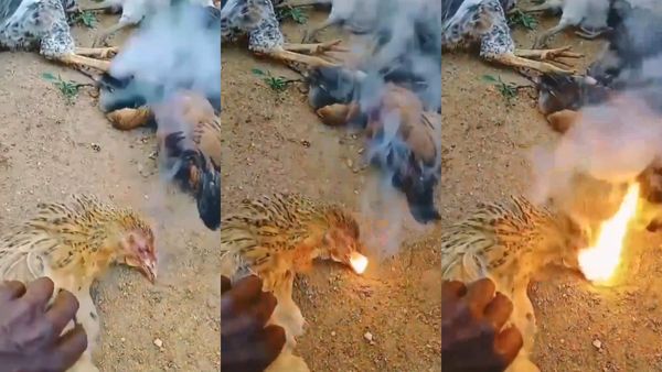 அமுக்க..அமுக்க..நெருப்பாய் கக்குதே! ‘டிராகன்’ கோழியாய் இருக்குமோ? வீடியோவை பாருங்க..கதிகலங்கிய ஹாசன்