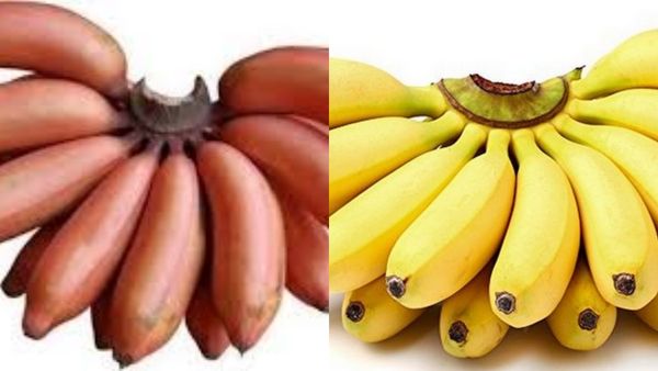 செவ்வாழை சிறப்பு.. பற்களை காக்கும் சூப்பர் பழங்கள்.. வலுவான பல்லுக்கு, தினம் ஒரு ஆப்பிள் போதுமே