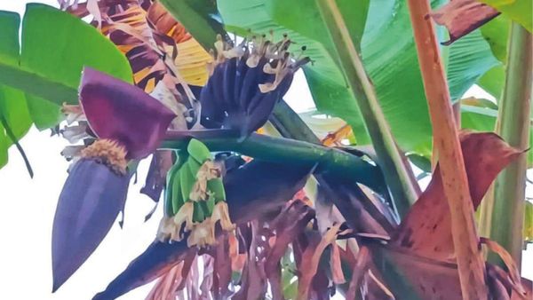 தாம்பரம் அடுத்த படப்பையில் உள்ள அசோக்குமார் வீட்டில் என்ன ஒரு ஆச்சரியம்.. நீங்களே பாருங்க