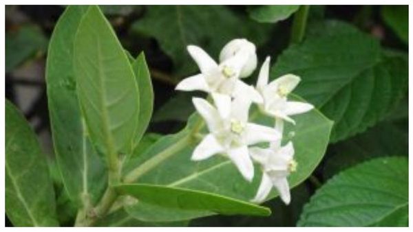 எருக்கன் இலை.. எருக்கஞ்செடியின் மகிமை.. வெற்றி, மகிழ்ச்சியை தரும் எருக்கன் இலையின் 1 ரூபாய் பரிகாரம்