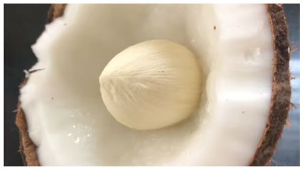 கல்லீரல் நோயை விரட்டும் தேங்காய் பூ.. கேன்சரை நெருங்க விடாமல் தடுக்கும் தேங்காய் முட்டையின் அதிசயம்