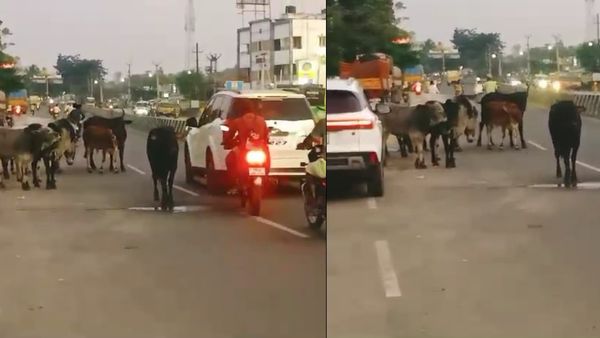 மாடு மேல நம்ம மோதினா ஃபைன் போட்ருவாங்க போலயே..கொஞ்சம் கருணை காட்டுங்க ஆபீசர்ஸ்! திணறுது திண்டுக்கல்!