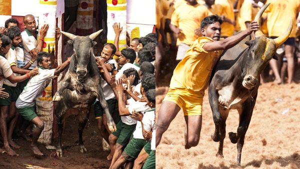 உலக புகழ்பெற்ற அலங்காநல்லூர் ஜல்லிக்கட்டு நிறைவு! 20 காளைகளை அடக்கிய அபி சித்தர் முதலிடம்