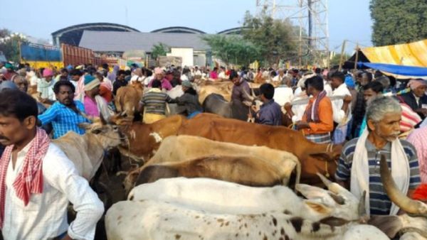 வேலூரில் 1 ஆடு ₹30,000.. கிருஷ்ணகிரியில் அதுக்கு மேல.. மாட்டு பொங்கலுக்கு கால்நடை சந்தைகள் ஒரே பிஸி