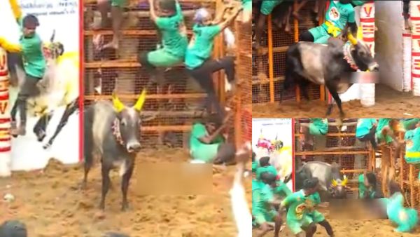 அவனியாபுரம் ஜல்லிக்கட்டில் மாடு பிடி வீரர்களுக்கு தண்ணி காட்டிய சசிகலா காளை முதலிடம்..டிராக்டர் பரிசு