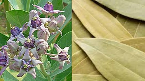 கழுத்தை நெரிக்கும் கடன் தொல்லை நீங்கணுமா? ரெண்டே ரெண்டு இலை போதுமே.. சூப்பர் பரிகாரம் செய்து பாருங்க