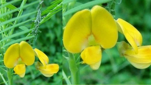 சிறந்த சித்தகத்தி பூக்கள்.. தோல் நோய்க்கு இதுதான் பெஸ்ட் மூலிகை செடி.. தலைமுடி வளர சிற்றகத்தி இலைகள்