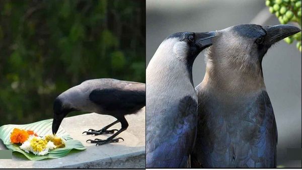 பழைய சாதம் காகத்துக்கு வைக்கலாமா? காகங்களுக்கு சாப்பாடு வைப்பது இத்தனை நல்லதா? இது மட்டும் வேணாம்