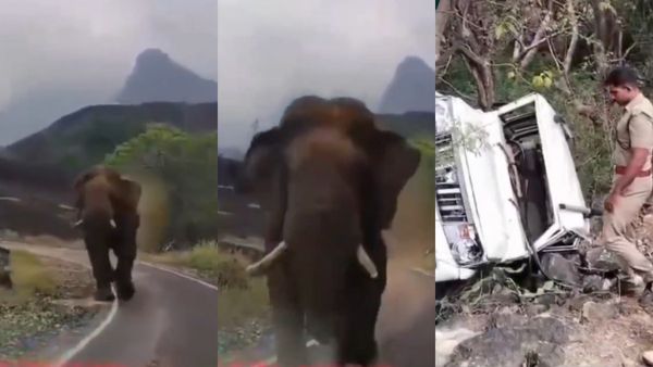 அவன் குறுக்க மட்டும் போயிறாதீங்க சார்.. பொள்ளாச்சியில் பொலிரோவைக் கவிழ்த்த முரட்டு யானை! பரபர வீடியோ