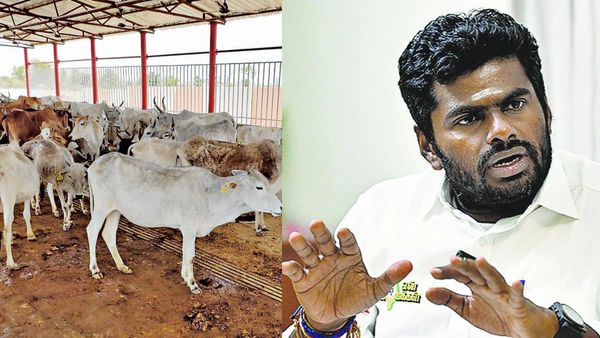 கோமியம் உடலுக்கு நல்லது இல்லை.. அடித்து சொன்ன ஆய்வு முடிவுகள்! மூடநம்பிக்கையை பரப்புகிறாரா அண்ணாமலை?