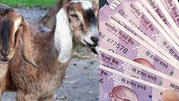 ஆடுகள் வளர்க்க ஆசையா.. 50% மானியம் தரும் சூப்பரான திட்டம்.. கொள்ளை லாபம் தரும் கோழி, பன்றி வளர்ப்பு