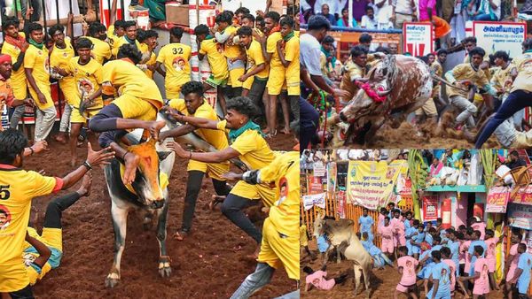 அவனியாபுரம், பாலமேடு ஜல்லிக்கட்டில் வென்றவர்கள் யார்? எத்தனை மாடு பிடித்தனர்? பரிசு என்ன? முழுவிவரம்