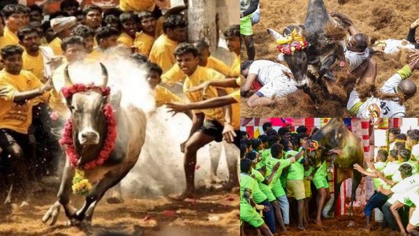 அவனியாபுரம் ஜல்லிக்கட்டு.. காளைகள் மீது பவுடர் தூவினால் பரிசு கிடையாது.. மதுரை கலெக்டர் வார்னிங்
